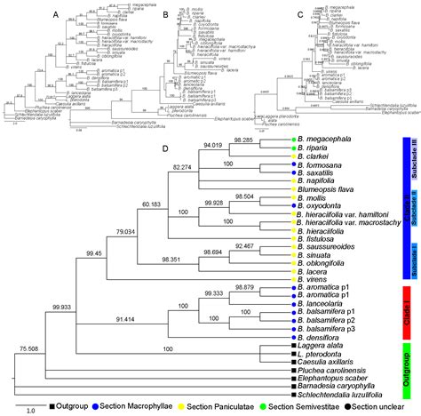 Phylogenetic Tree Of Plants