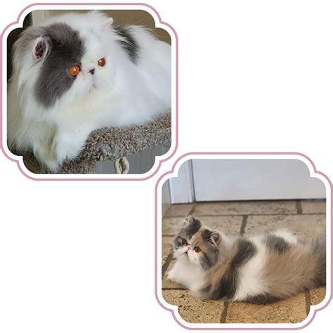 Persian Kittens | Puro Amor Persian Cattery