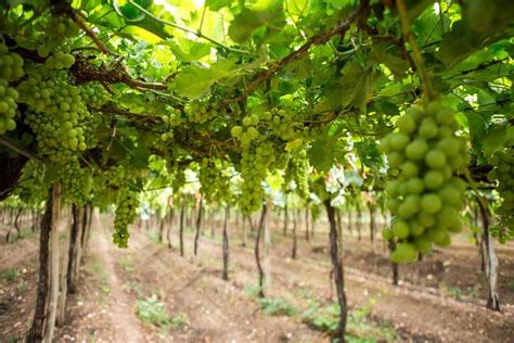 Vinícolas no Vale do São Francisco vinhos e frutas no sertão