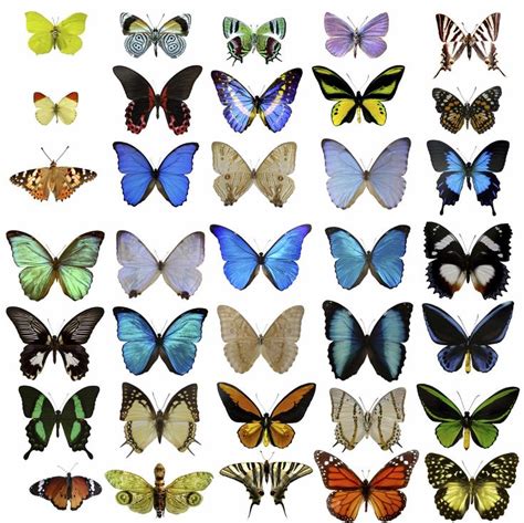 Butterflies Of Many Colors Types Of Butterflies Butterfly Species