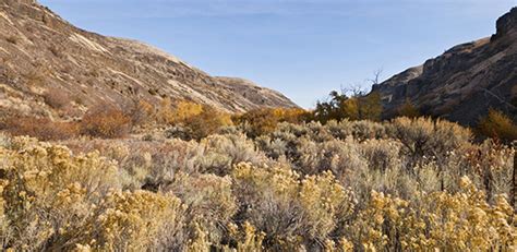 Sagebrush Shrub-Steppe Mitigation | NFWF