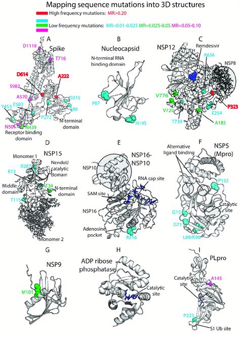 Three Dimensional 3d Protein Structures Colored By Residue Mutation