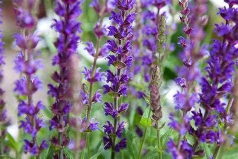 How To Grow And Care For Salvia Bbc Gardeners World Magazine