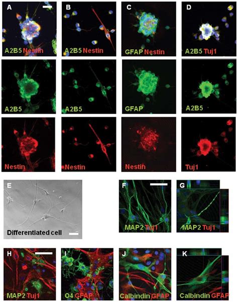 Identification Of Neural Stem Cell Characteristics Of A2b5 Npcs And Download Scientific