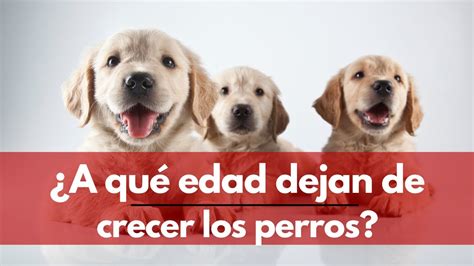 A qué edad dejan de crecer los perros MR PERROS