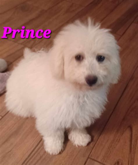 Buffalo Pug & Small Breed Rescue, Inc.