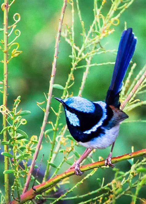 26 of the Most Colorful Birds on the Planet (And Where to Find Them ...