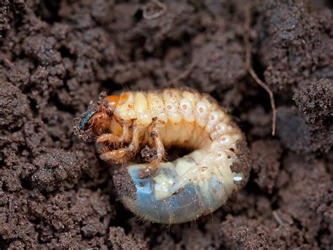 Lawn Grubs In Garden Beds Fasci Garden