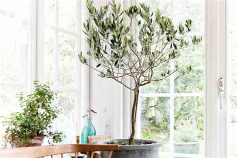 Indoor Trees 5 Best Tree Plants For Inside Your Home