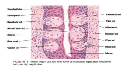 Oral Cavity And Salivary Glands Pptx