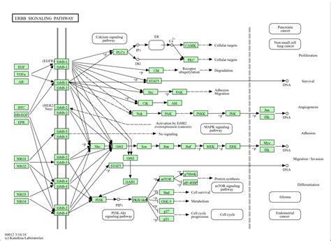 Kegg Pathway Erbb Signaling Pathway Homo Sapiens Human