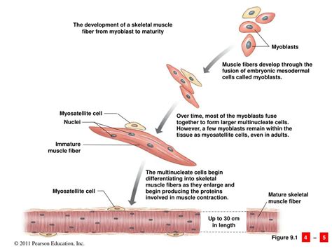 Ppt 9 Skeletal Muscle Tissue Powerpoint Presentation Free Download