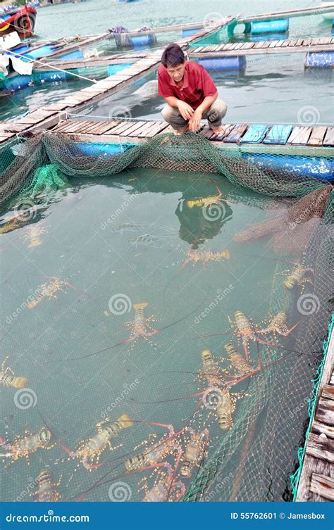 A Farmer With His Lobster Farming Cage In The Vung Ro Bay In Vietnam ...