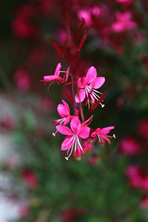 close    withered flower  stock photo