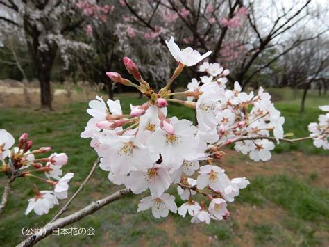 小松乙女 桜図鑑｜公益財団法人日本花の会