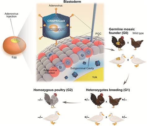 Generation Of Genome Edited Chicken And Duck Lines By Adenovirus