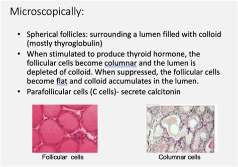 Thyroid Gland Endocrinology Flashcards Quizlet