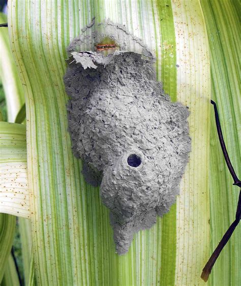 All 94 Images What Does A Fruit Fly Nest Look Like Superb