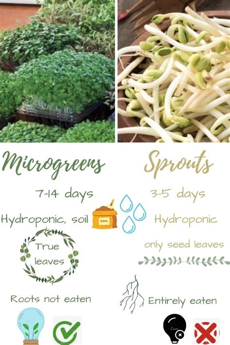 How To Grow Microgreens Guide My Healthy Addictions