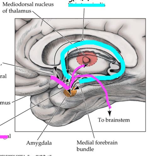 Pituitary Hypothalamus Limbic System Flashcards Quizlet