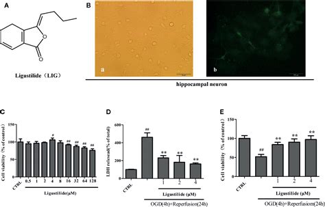 Frontiers Ligustilide Attenuates Ischemia Reperfusion Induced