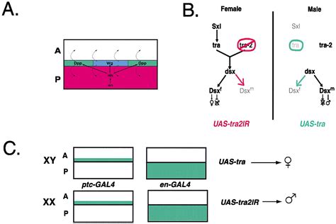 The Sex Determination Gene Doublesex Regulates The A P Organizer To