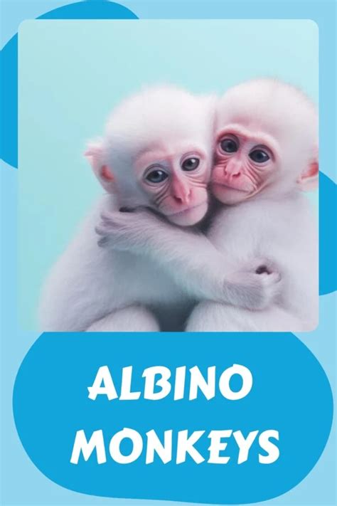 Discover the Fascinating World of Albino Monkeys: Rare White Primates