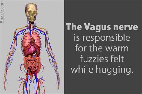 The Vagus Nerve Is The Longest And Most Widely Distributed Nerve In The