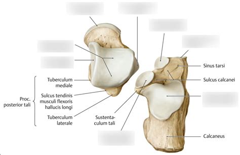 Anatomie Fuss ossäre Strukturen 6 Gelenkflächen am Talus