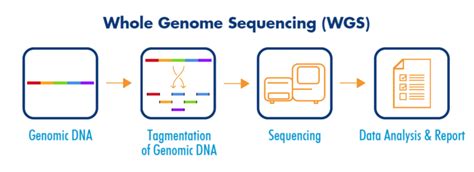 What Is Whole Genome Sequencing Wgs Gutmicrobiotaforhealth