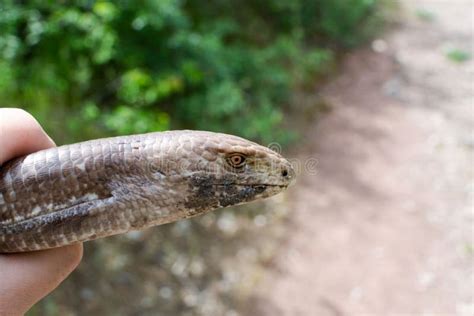 European Legless Lizard Pseudopus Apodus Apodus Stock Image Image Of