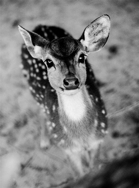 Baby Deer - Animals Photo (35522715) - Fanpop