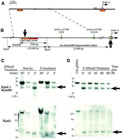 A Dhs Site Resides ∼25 Kb Upstream Of The Ku86 Promoter A Skeletal Download Scientific