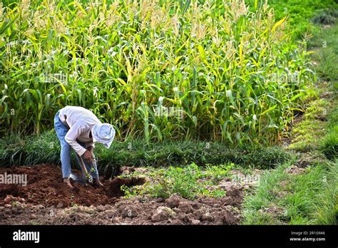 Self Sufficient Labor Intensive Farming In Morocco Traditional