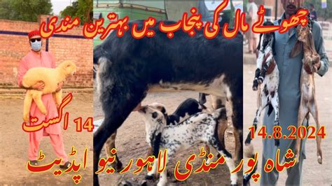 Wednesday Latest Update Shahpur Kanjra Mandi Pakistan Bakra Mandi