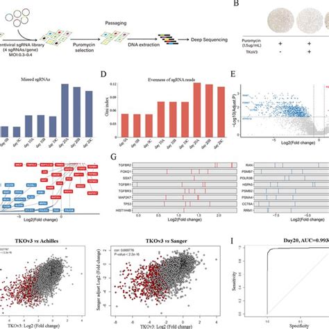 Genome Wide Crispr Cas9 Screens Of Negative Selection In Ags Cell Download Scientific Diagram