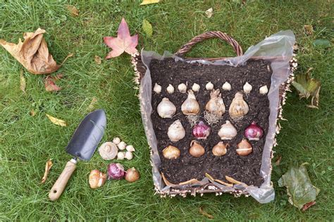 Care Guide: Planting Tulip Bulbs - Gardening Express Knowledge Hub