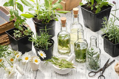 Las Plantas Medicinales Y La Medicina Saludiario