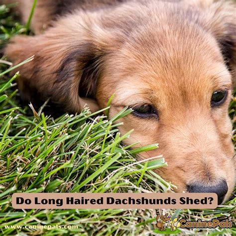 Debunking The Myth Do Long Haired Dachshunds Shed Canine Pals