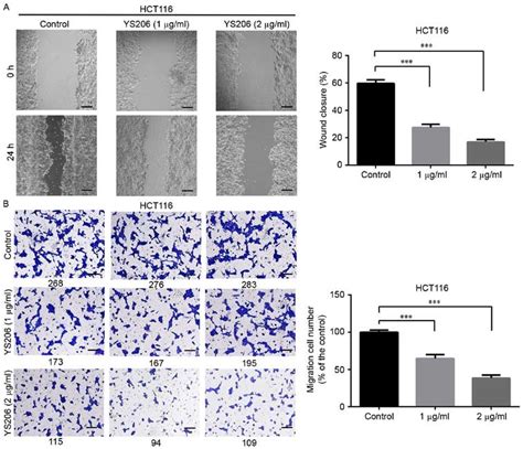 Compound Ys Inhibits Hct Colon Cancer Cell Migration In