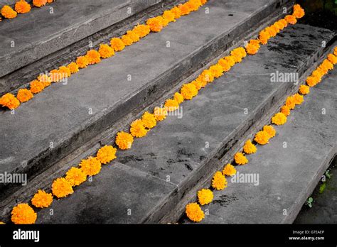 Decorative marigold flower arrangement Stock Photo - Alamy