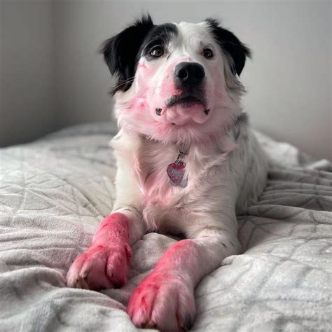 Puppy got caught red handed | Scrolller