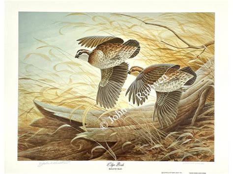 Edge Birds Bobwhite Quail John A Ruthven Master Of Wildlife Art