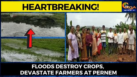 Heartbreaking Floods Destroy Crops Devastate Farmers At Pernem Youtube