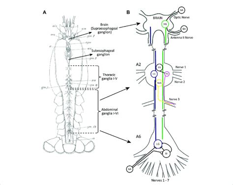 (A) A drawing of the decentralized nervous system of crayfish with ...