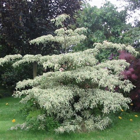 Dere Pagodowy Variegata Cornus Controversa Variegata