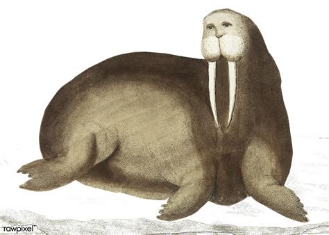 Arctic Walrus Or Sea Horfe Illustration From The Naturalists