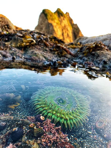 Tide Pools Of Rialto Beach Olympic National Park Wa R Nationalpark