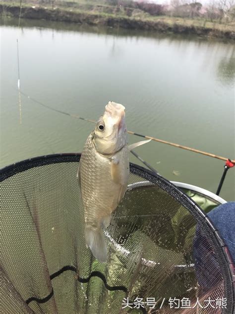 炎炎夏日釣鯽魚，餌料要用准！這種農村土法餌料配方每次都不撲空 每日頭條