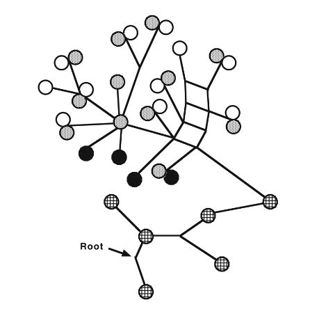 GW Human Evolutionary Genetics : Molecular Anthropology and Race